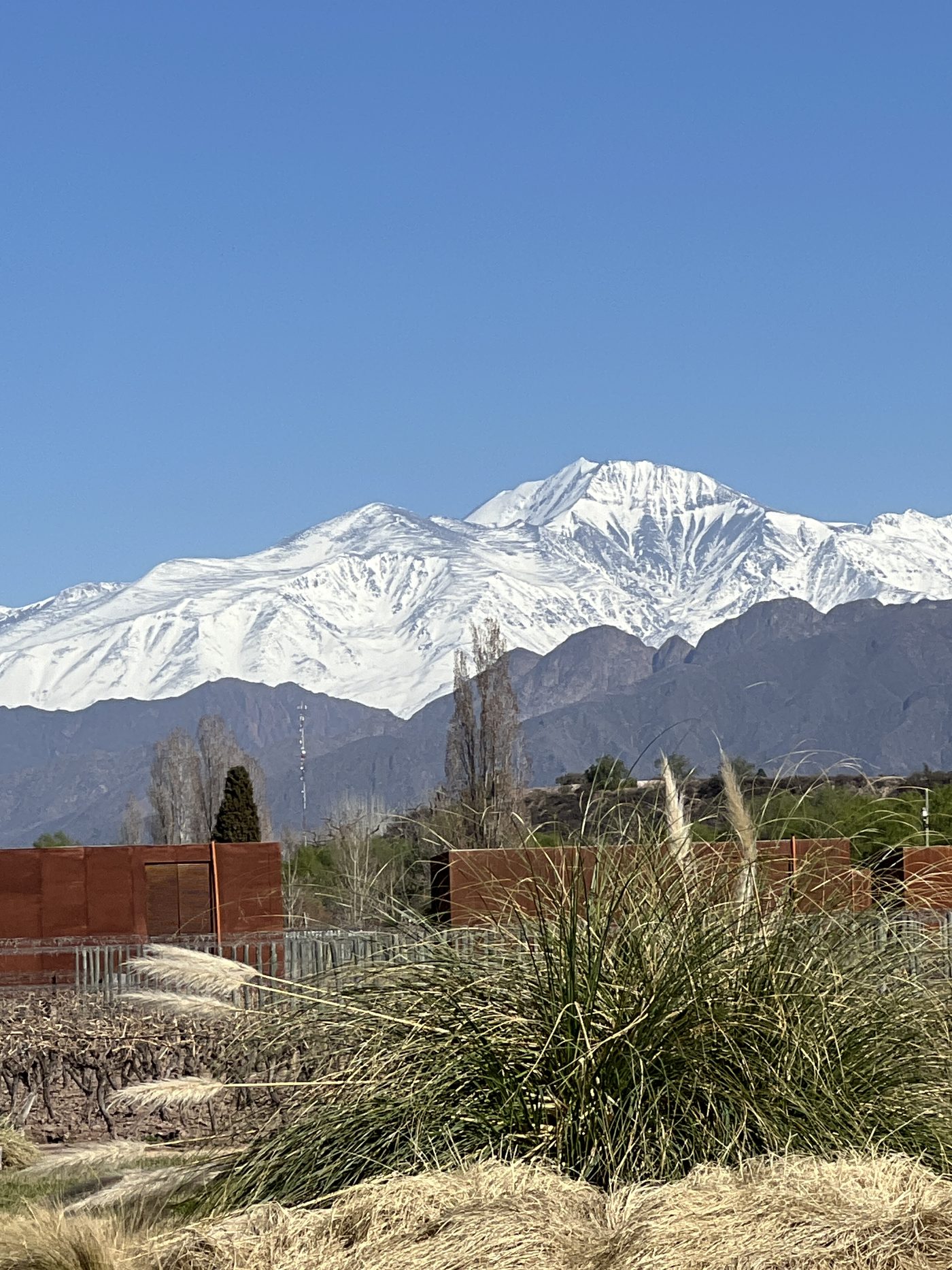 Mendoza vineyards